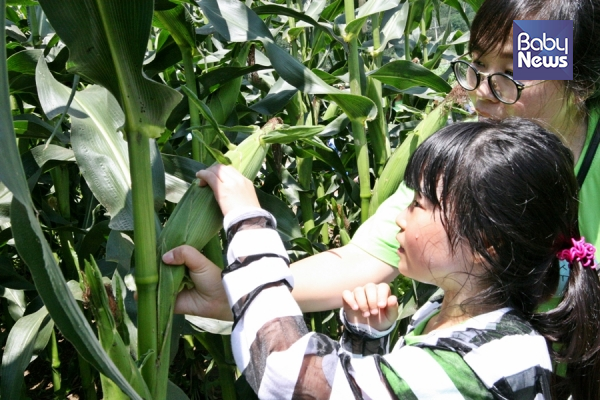 광동제약 제12회 옥수수가족환경캠프 참가자 가족이 옥수수 수확 체험을 하고 있다. ⓒ 광동제약