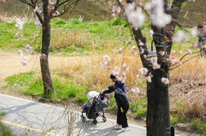 아이와 함께하는 벚꽃길 산책