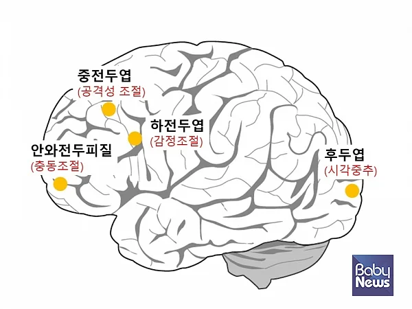 게임중독으로 손상되는 뇌. ⓒ김영훈
