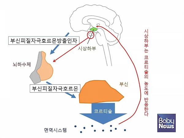 스트레스 반응회로. ⓒ김영훈