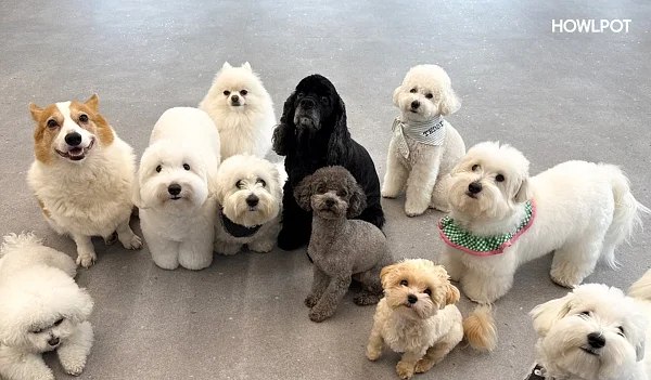 하울팟 유치원.?ⓒ대교그룹