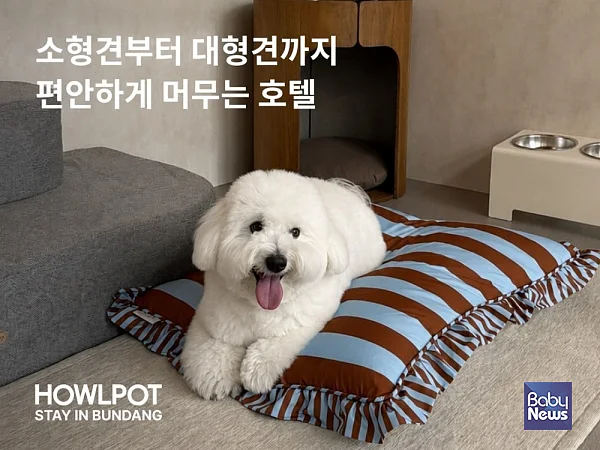 하울팟, 프리미엄 반려견 호텔 '하울팟 스테이 in 분당' 오픈.?ⓒ하울팟