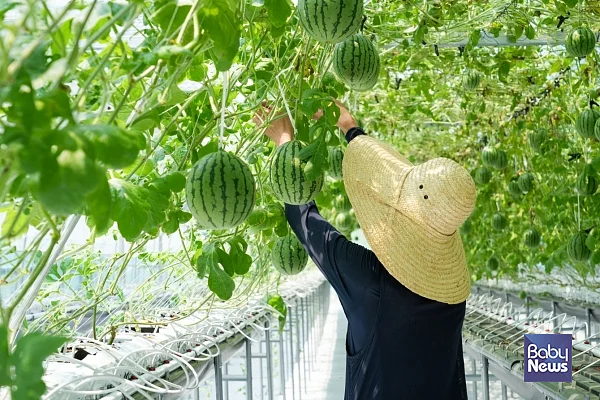 7월 25일부터 8월 2일까지 강북구 스마트팜 재배단지에서 애플수박 수확 체험이 운영된다.?ⓒ강북구