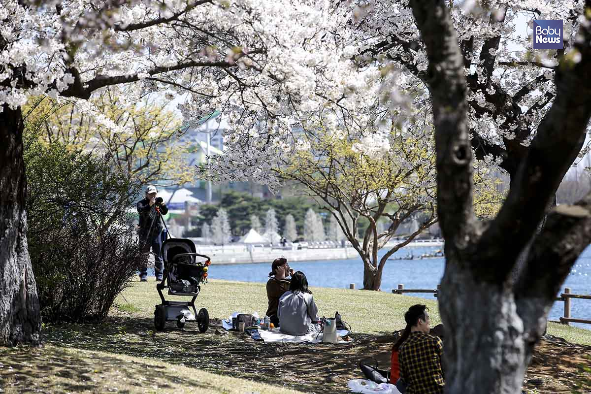 11일 오후 일산호수공원에서 육아맘들이 벚꽃나무 아래에서 즐겁게 대화를 나누고 있다. 김재호 기자 ⓒ베이비뉴스