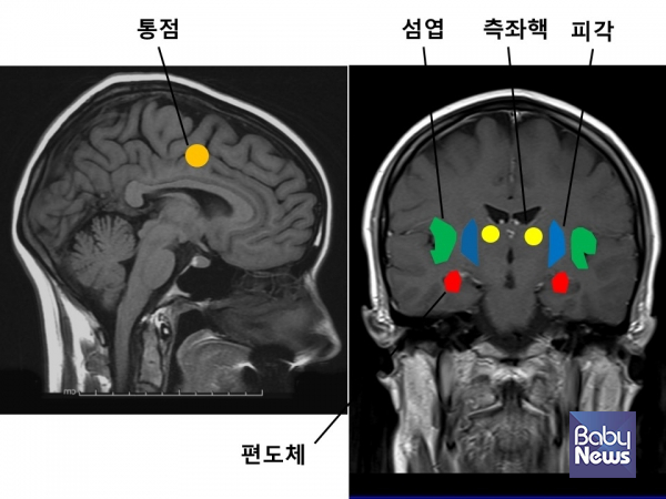 질투의 뇌
