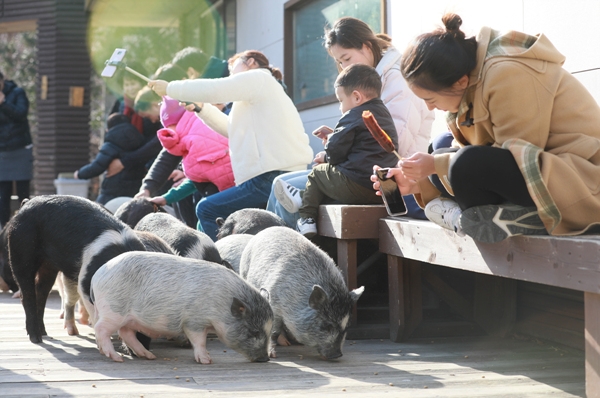공연장 밖에서 돼지들과 다시 만난 가족들. 최대성 기자 ⓒ베이비뉴스