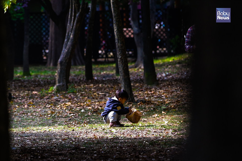 일부 지역은 영하까지 날씨가 떨어져 벌써 겨울이 다가옴을 느낄 수 있었던 28일 양재시민의 숲에서 한 아이가 낙엽을 줍고 있다. 김재호 기자 ⓒ베이비뉴스