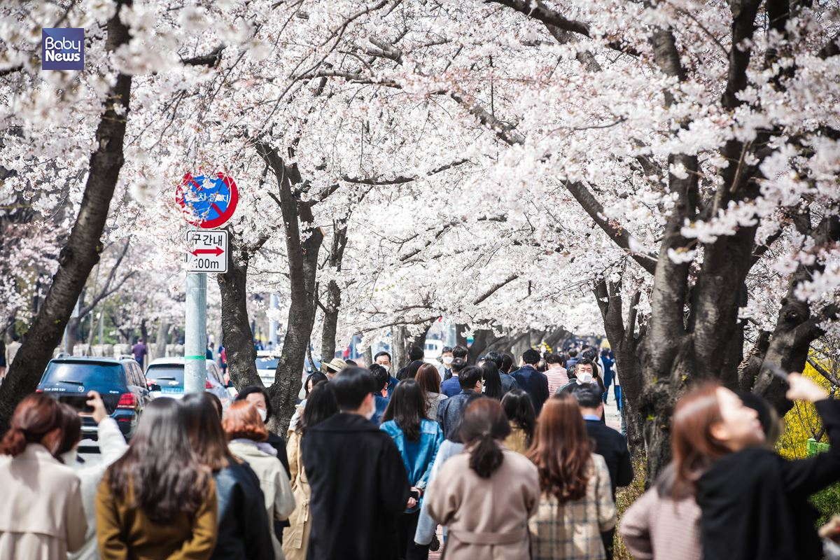 31일 코로나19 확산을 예방하기 위한 정부의 사회적 거리두기 권고에도 불구하고 마스크를 쓴 시민들이 3서울 영등포구 국회 뒤편 여의서로 벚꽃길을 걷고 있다. 김재호 기자 ⓒ베이비뉴스