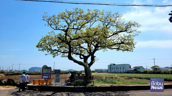 종달리 마을 입구 옛 소금바치 앞에 위치한 팽나무. ⓒ김재원