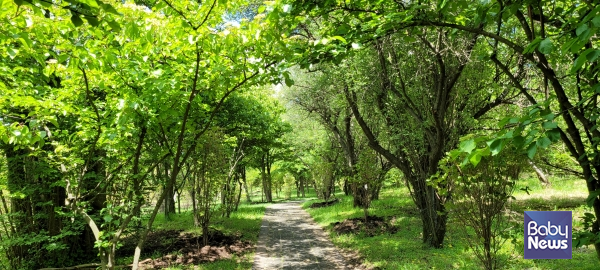 '숫모르 편백 숲길'의 초입인 한라생태숲길. ⓒ김재원