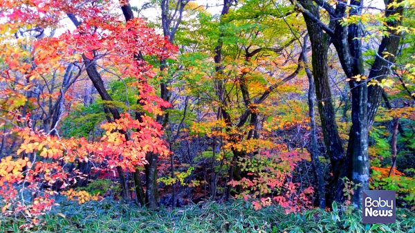 가을 단풍이 아름다운 한라산. ⓒ김재원