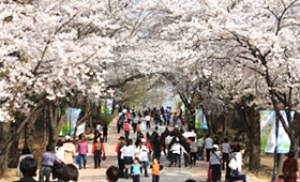 서울어린이대공원, 5일부터 봄꽃축제 시작