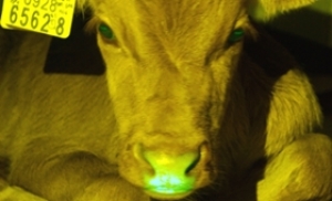 색깔 바꿀 수 있는 '형광 소' 세계 첫 생산